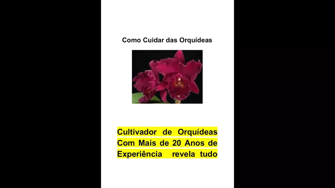 COMO CUIDAR DE ORQUIDEAS CYMBIDIUM