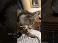 Download Lagu 🔊CatMom 💁🏻‍♀️ aka Treacherous Road to Her Man 😼 #catmom #catdad #mainecoon