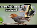 Download Lagu suara pikat prenjak ribut ampuh buat pikat burung