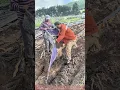 Download Lagu Effortless Chinese Yam Harvest Using the Plastic Sheet Method