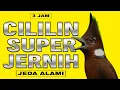 Download Lagu MASTERAN CILILIN JERNIH JEDA || MASTERAN CILILIN JERNIH TERBARU 2025 || MASTERAN BURUNG JUARA