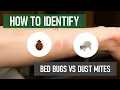 Do I Have Bed Bugs or Dust Mites DIY Pest Control