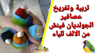معلومات عن تربية وتفريخ عصافير الجولديان فينش من الالف للياء 