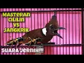 Download Lagu Pasti Masuk!! Top Masteran Murai Batu Cililin Sambung Jangkrik Speed Santai | Kicau Tembak