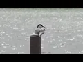New birdwatching trail takes flight in Anchorage