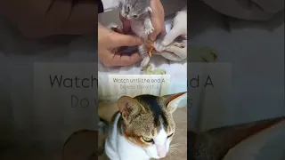 ذبابة النبوت فيديو قصير قطة 