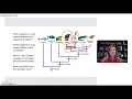 Cladogram Introduction