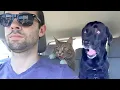 Download Lagu Over Dramatic Animals Who Deserve An Oscar 😂 Funniest Animal Videos 2025