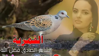 الشاعر الصادق فضل الله القمرية 