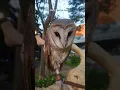 Download Lagu Burung hantu ❗ Suara burung hantu jenis Tyto Alba #burunghantu #owl  #shorts #suaraburung