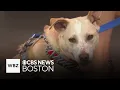 Massachusetts dog up for adoption after being found injured then nursed back to health