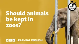 should animals be kept in zoos 6 minute english