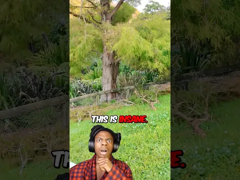 It’s getting out of hand now 🌳⚠️