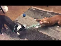 Nate Western Australian Shepherd Rescue playing tug-of-war