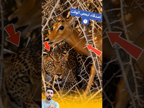 هدنة الأشواك: فريسة ومفترس في مصيدة الوقت"#shorts