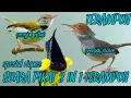 Download Lagu Suara Mp3 Pikat Burcil terbaik sogon, prenjak lumut, prenjak atas, @Smstachanel