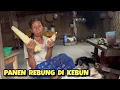 Download Lagu Mother Darti harvests bamboo shoots from the garden ‼️ In the afternoon, preparing to cook lompon...