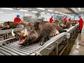 Cómo TEXAS MANEJA MILLONES de JABALÍES – Increíble PROCESO en la FÁBRICA DE ALIMENTOS