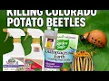Trying 4 Treatments on Colorado Potato Beetles Immediate Regret Ensued