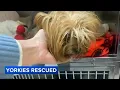 9 Yorkies rescued from Philadelphia home after owner found dead