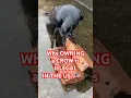 Download Lagu Why Owning a Crow Is ILLEGAL in the U.S.! 😳🚨