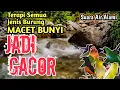 Download Lagu JADI GACOR ‼️ 1 Jam Suara Air Alami Untuk Terapi Semua Jenis Burung Macet Bunyi Atau Stres