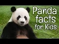 Panda Facts for Kids Classroom Learning