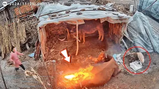 Poor weak mother cow rushes onto the flames to rescue her calf after giving birth.