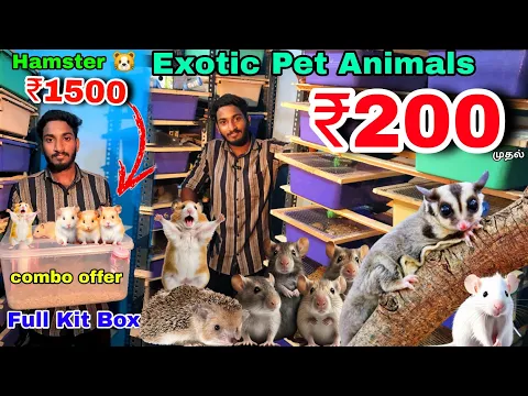 Download MP3 ₹200 ரூபாய் முதல் Exotic Pet Animals || HAMSTER & SUGAR GLIDER WHOLESALE & RETAIL FARM IN CHENNAI