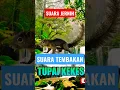 Download Lagu suara tupai kekes masteran terbaik #shorts