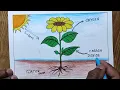 How to draw photosynthesis step by step so easy Photosynthesis drawing