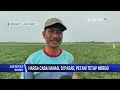 Lagu Petani Cabai Keluhkan Harga Jual Murah Meski di Pasar Capai Rp50 Ribu