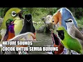 Download Lagu TERAPI PANCINGAN SEGALA MACAM JENIS BURUNG - TERAPI SUARA ALAM