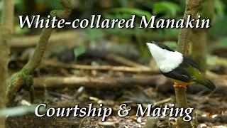 White-collared Manakin Manacus candei - Courtship dance and mating
