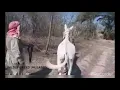 DONKEY MATING BIG DONKEY WITH VERY SMALL DONKEY MATING