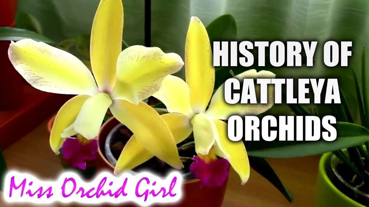 HISTORY OF CATTLEYA ORCHIDS
