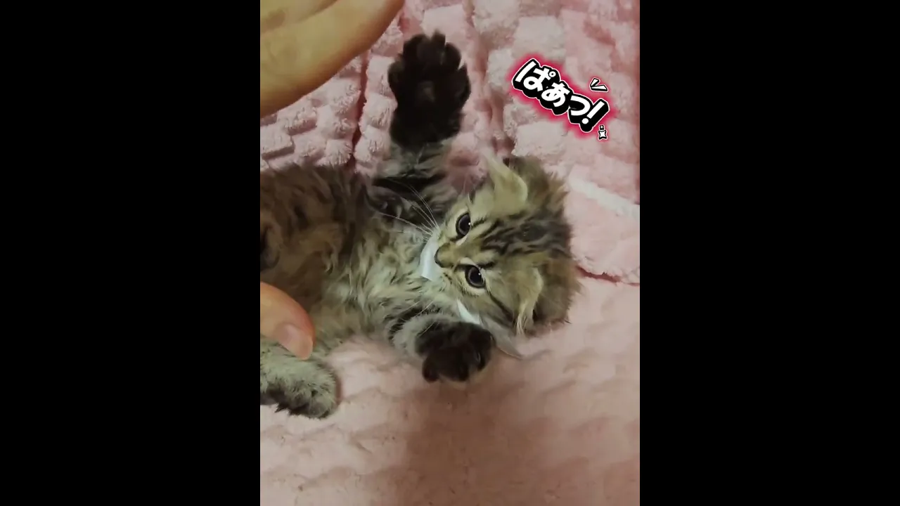 動画