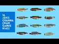 Download Lagu 16 Jenis Channa Ikan Gabus Hias Termahal dan Terpopuler 2023