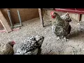 Silver laced Orpingtons