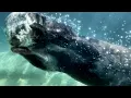 Seals Sea Otters and Sea Lions Swimming Underwater to Ambient Music