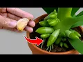 Download Lagu Doe dit een keer per jaar! De orchidee zal het hele jaar door uitbundig bloeien!