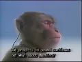 monkey with guts theme