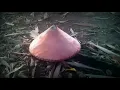 Virall!! Video kaget bikin jantung copot