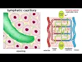 The Circulatory System Part 3 The Lymphatic System