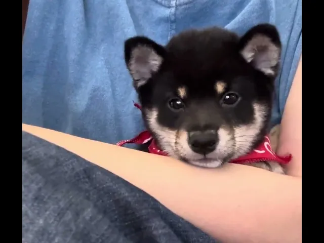 動画