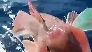 الله اسم لي صاحبه كل جلال دندنها