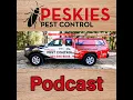 Identifying and Managing Carpenter Ant Infestations