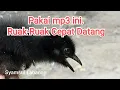 Download Lagu Download Master Suara Anak Ruak-ruak Gacor untuk Pancingan Jerat Burung Ruak Ruak