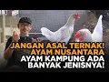Download Lagu Mau Ternak Ayam Kampung? Kenali Dulu Jenisnya, baru putuskan....!