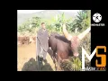 Download Lagu SHINGA MAGAJI_HARUSI YA DOTO_0789881924_MBASHA STUDIO_2022